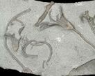 Crinoid (Glyptocrinus) Plate - Maysville, Kentucky #134349-1